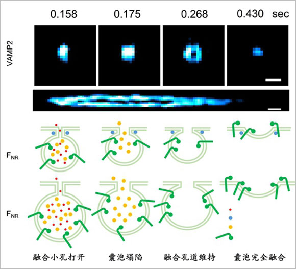 Peking University Invented The Heisen Structure Light Ultra-high Resolution Microscope