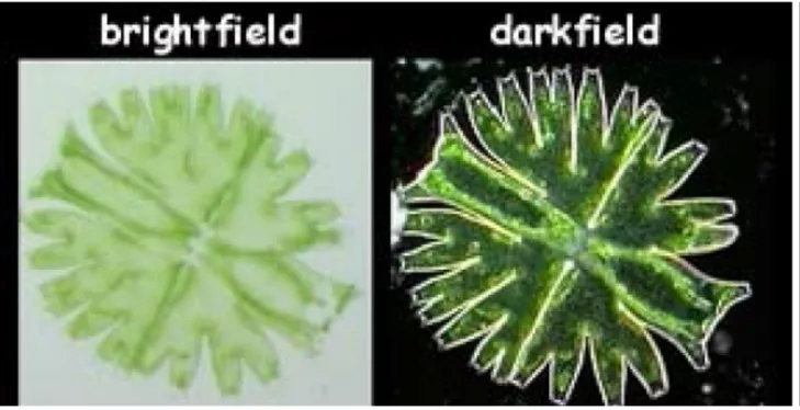 Darkfield imaging